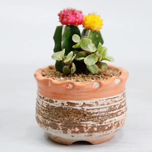 비모란쌍둥이_클래식다육화분(중) 다육식물 미니다육화분