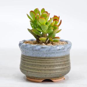 염좌_클래식다육화분(중) 다육식물 미니다육화분