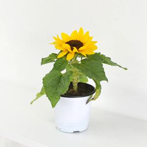 해바라기 생화 미니 해바라기 싱그러운 꽃 식물 모종