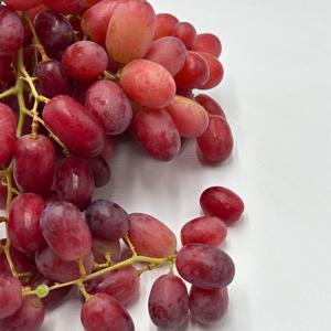고당도 칠레산 씨없는 크림슨 적포도 1봉지 외