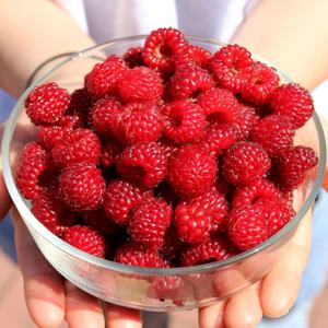 국내산 산딸기 새벽수확 고당도 생딸기 500g 1kg