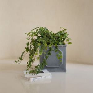 리얼퀄리티 조화 행잉플랜트 아이비바인 넝쿨 2sizes