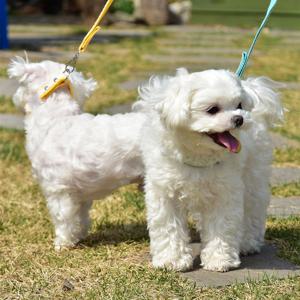 강아지 레이스 리드줄 산책줄 반려견 핸즈프리 2.5m
