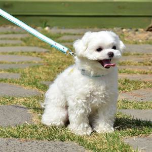 강아지 레이스 리드줄 산책줄 반려견 손목형 1.5m