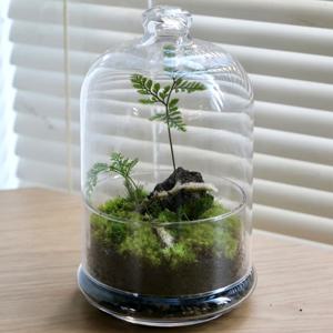 비의 속삭임 이끼테라리움 DIY 키트
