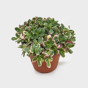 카멜레온 소형 무늬 포테리카 채송화 야생화 꽃모종 공기정화식물