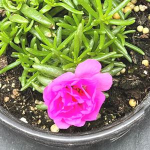 채송화 싱그러운 소형 공기정화 식물 모종