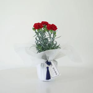 카네이션 (Dianthus caryophyllus) 어버이날 생화 감사 선물