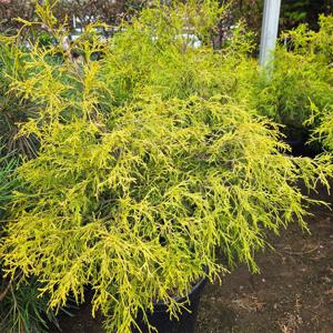 황금실화백나무 키100cm 황금색 측백나무 포인트 황금실향 정원수