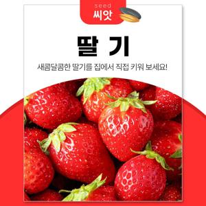 새콤달콤 딸기 씨앗 100립