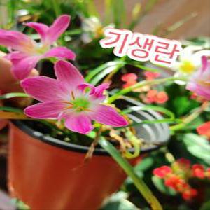 기생란/월동되는 꽃색이 제일 아름다운 분홍 샤프란