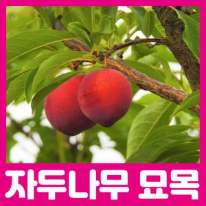 최상의 품종 자두나무 묘목 / 왕자두 후무사 바이오체리 추희 2년생 다양한품종 판매중
