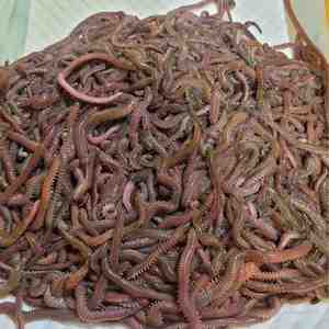 갯지렁이 500g 청갯지렁이 청개비 염장 낚시 미끼