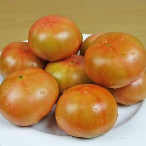 쌍둥이농장 새콤달콤 맛있는 찰 토마토 5kg(크기혼합)