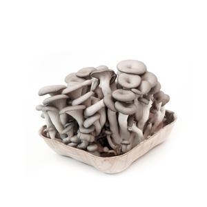 청원생명 무농약 친환경 느타리버섯 1kg/2kg