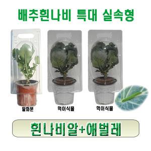 배추흰나비특대 실속형