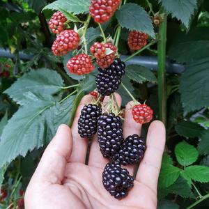 고창 24년 햇 슈퍼 복분자 블랙베리 급냉 특품 2.5kg 트레이
