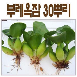 부레옥잠 30뿌리 - 수질정화,식물의구조
