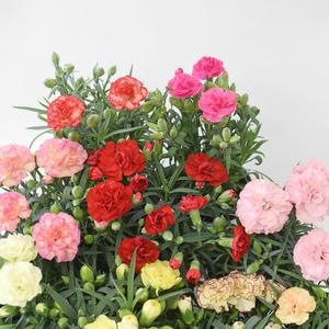 마이플랜트  카네이션 소형 어버이날 스승의날 가정의달 생화 감사 선물 화분 꽃화분