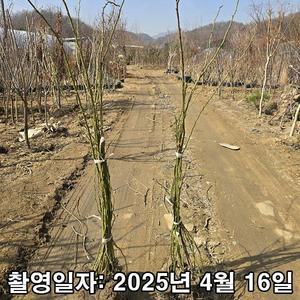 [나무생각]착한가격 나무생각 / 일반넝쿨장미 / 1m(전후) / 2~3지 / 개화주