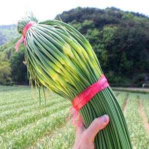 남해 해풍맞은 마늘 당일수확 신선 장아찌용 마늘 쫑 500g 1kg