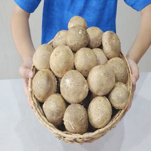 송화버섯 500g / 뭐 송이에서 고기맛이 난다고요