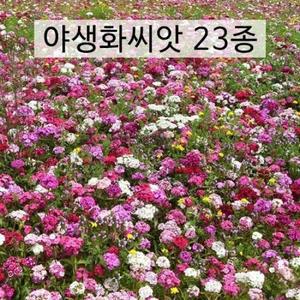 아시아종묘 씨앗 꽃 야생화 100g 혼합 23종 모음