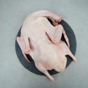 국내산 통오리 23호 2.3kg 백숙용 생오리 1마리 오리고기 오리백숙