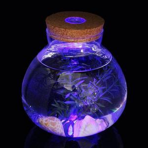 [KGPQVQP4_4B]마리모 LED 유리병 반려식물 테라리움