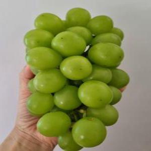 샤인머스켓 고당도 포도 포도선물 특품 2kg 3수4수 망고포도