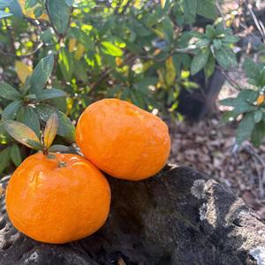 (이지몰) 윈터프린스 감귤 제주 고당도 산지직송 2kg