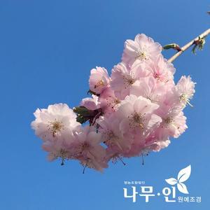 [기타][나무인]수양홍겹벚나무(능수홍겹벚) 접목묘목