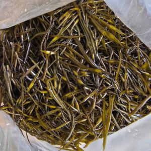 완도 생톳 1kg