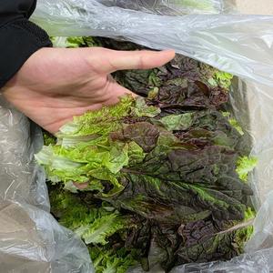 통째로팜 국내산 적상추 4kg(특)