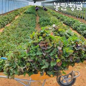 해남 고구마모종 1단 1.2kg 꿀/호박/자색/밤 모종 4종택1