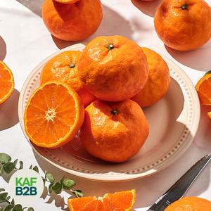 [품질보장] 달콤트리 고당도 제주 봄귤 카라향 2.5KG