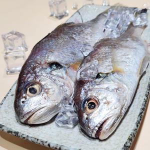 국내산 백조기 1kg 외 2/3kg 냉동 생물 조기