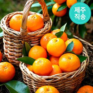 봄향기 제주 카라향 고당도 프리미엄 감귤 3kg 중대과