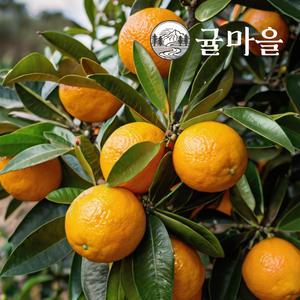 귤마을 제주 황금빛 노지 한라봉 10kg 과수랜덤