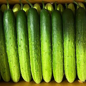 [수북 가득 백오이] 국내산 백다다기 오이 5kg(못난이)