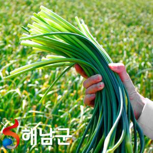 산지발송 해남 햇마늘쫑 2kg / 남해 대서 마늘쫑 국산마늘쫑