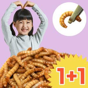 밀웜100+100마리/슈퍼밀웜/1cm~3cm/비어디드레곤/이구아나/파충류/슈밀