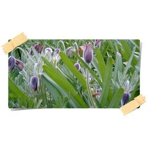 할미꽃 동강할미꽃 pulsatilla koreana  야생화 꽃화분