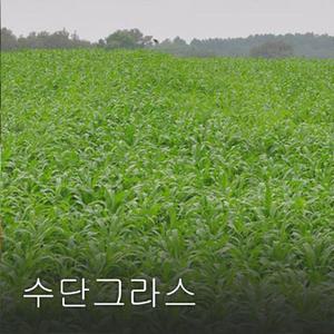 수단그라스 5kg 씨앗 종자