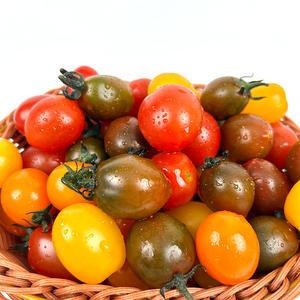 [당일재배]첫런칭 스테비아 컬러 방울토마토 칵테일 토마토 흑방울