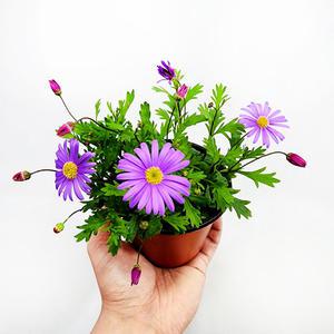 에덴플랜트 사계국화 보라 소품 야생화 다년초 노지월동 꽃식물 사계소국 정원 마당 화단꾸미기 하늘하늘