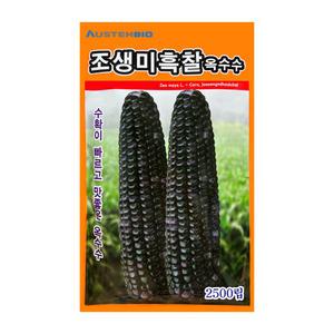 옥수수씨앗 조생미흑찰옥수수 2500립 전국 재배 품종