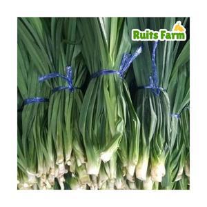 [루츠팜] 태국 생 판다누스 900g~1kg (총 2~4묶음) 판단잎 pandanus 카야잼 카야쨈