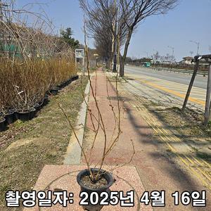 착한가격 나무생각 / 블루베리 / 메도우락 / 삽목4년 / 결실주