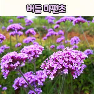 버들마편초(3치 포트) 숙근버베나 / 노지월동 야생화